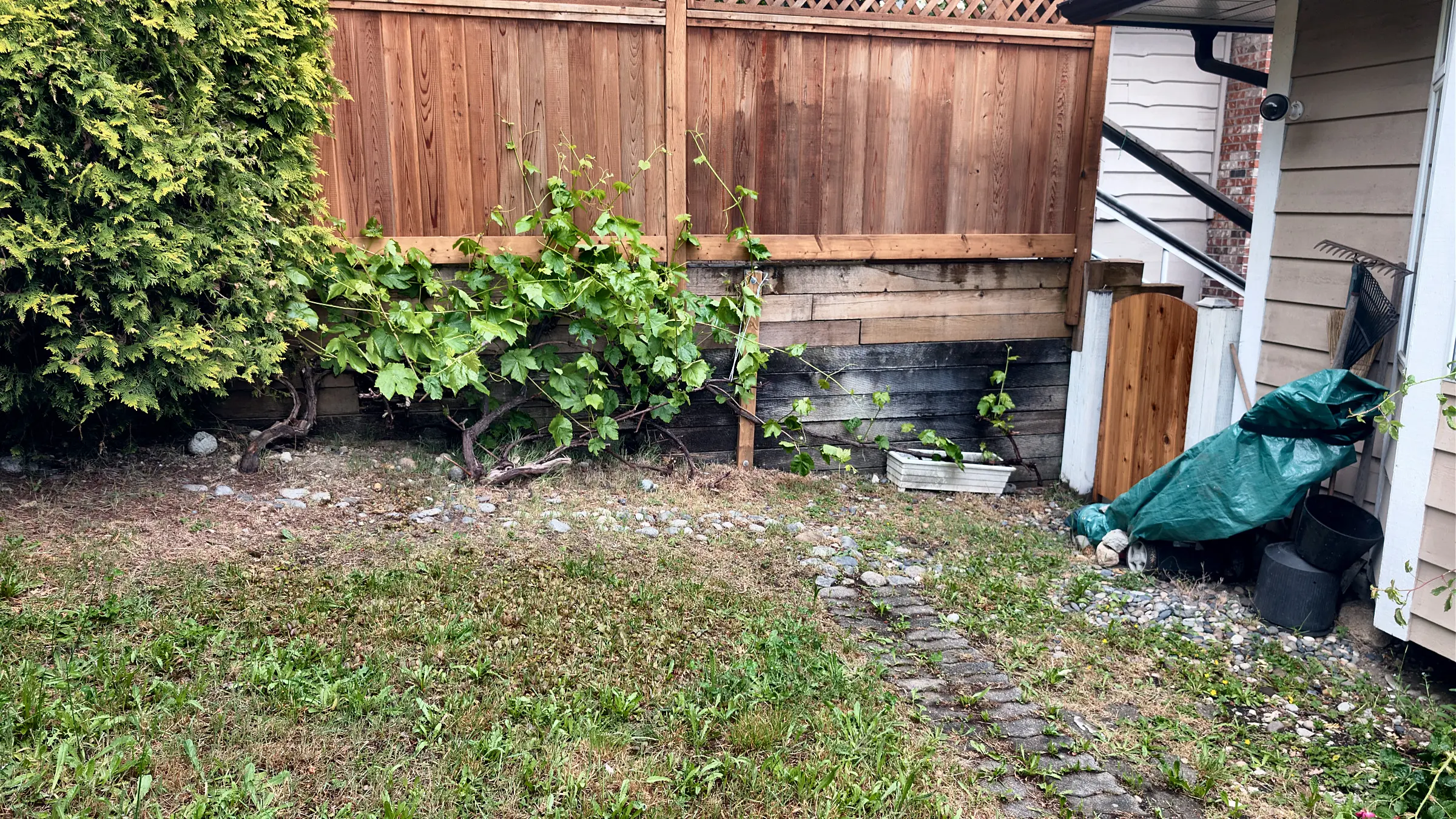 The lattice-top fence from the yard